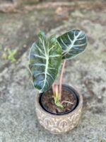 Zdjęcie rośliny Alocasia Pink Dragon, ujęcie 1