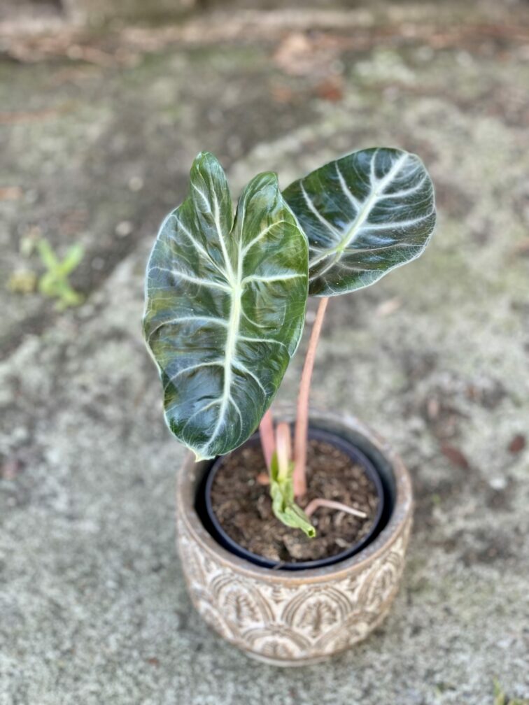 Zdjęcie rośliny Alocasia Pink Dragon, ujęcie 1