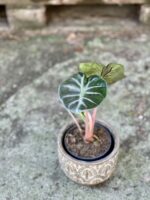 Zdjęcie rośliny Alocasia Pink Dragon, ujęcie 2
