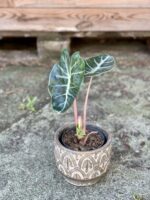 Zdjęcie rośliny Alocasia Pink Dragon, ujęcie 3