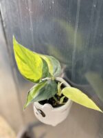Zdjęcie rośliny Philodendron Brasil, ujęcie 1