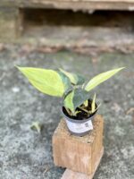Zdjęcie rośliny Philodendron Brasil, ujęcie 2