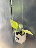 Zdjęcie rośliny Philodendron Brasil, ujęcie 3