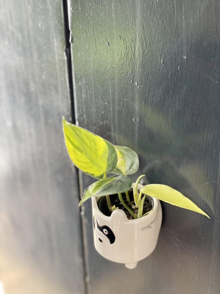 Zdjęcie rośliny Philodendron Brasil, ujęcie 3