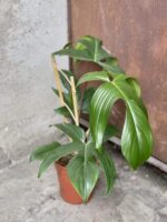 Zdjęcie rośliny Philodendron Florida Green, ujęcie 1