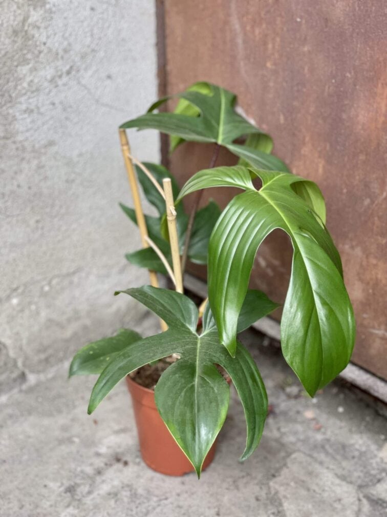 Zdjęcie rośliny Philodendron Florida Green, ujęcie 1