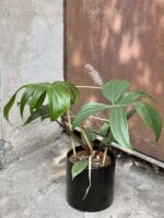 Zdjęcie rośliny Philodendron Florida Green, ujęcie 2