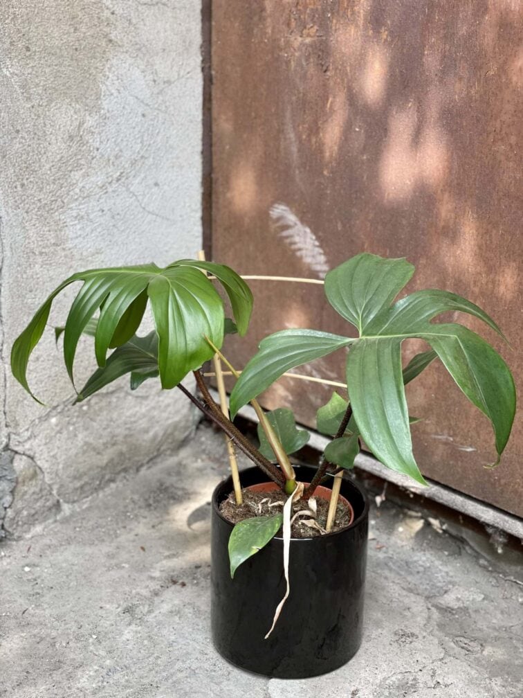 Zdjęcie rośliny Philodendron Florida Green, ujęcie 2