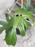 Zdjęcie rośliny Philodendron Florida Green, ujęcie 3