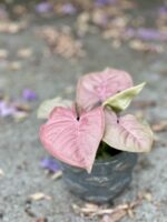 Zdjęcie rośliny Syngonium Neon Robusta, ujęcie 1