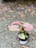 Zdjęcie rośliny Syngonium Neon Robusta, ujęcie 2