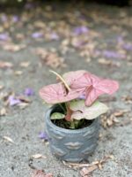 Zdjęcie rośliny Syngonium Neon Robusta, ujęcie 3