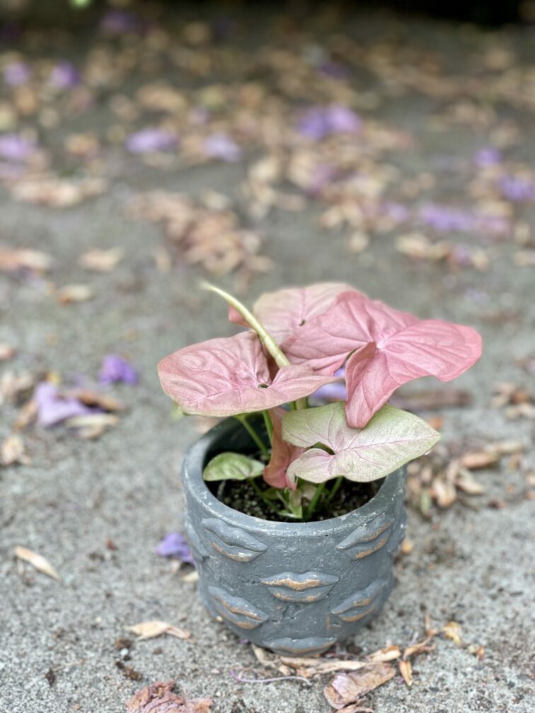Zdjęcie rośliny Syngonium Neon Robusta, ujęcie 3