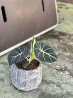 Zdjęcie rośliny Alocasia Black Velvet, ujęcie 2