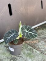 Zdjęcie rośliny Alocasia Black Velvet, ujęcie 3