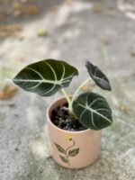 Zdjęcie rośliny Alocasia Black Velvet, ujęcie 1