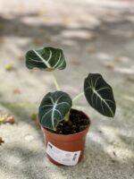 Zdjęcie rośliny Alocasia Black Velvet, ujęcie 2