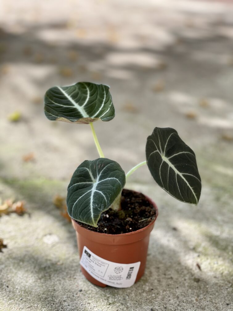 Zdjęcie rośliny Alocasia Black Velvet, ujęcie 2
