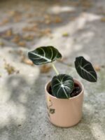 Zdjęcie rośliny Alocasia Black Velvet, ujęcie 3