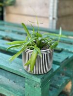 Zdjęcie rośliny Dischidia Philippinensis, ujęcie 1