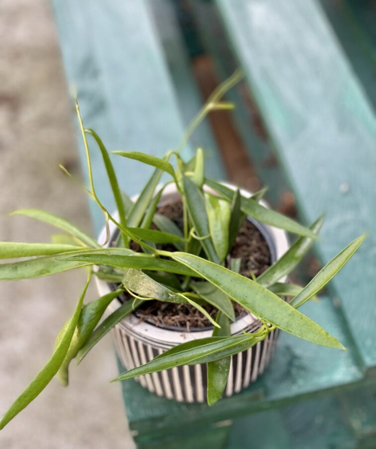 Zdjęcie rośliny Dischidia Philippinensis, ujęcie 2