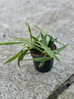 Zdjęcie rośliny Dischidia Philippinensis, ujęcie 3