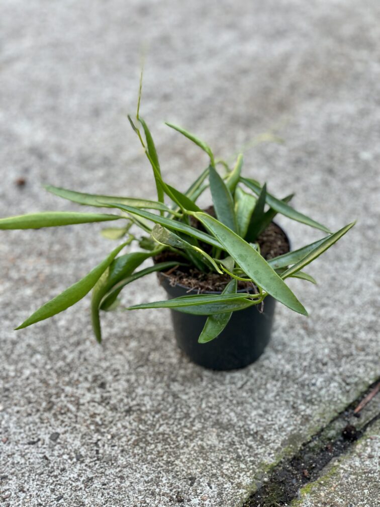 Zdjęcie rośliny Dischidia Philippinensis, ujęcie 3