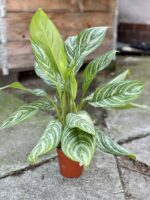 Zdjęcie rośliny Aglaonema Stripes, ujęcie 2