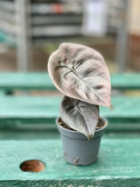 Zdjęcie rośliny Alocasia Red Secret, ujęcie 1