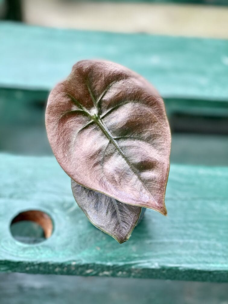 Zdjęcie rośliny Alocasia Red Secret, ujęcie 3