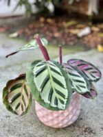 Zdjęcie rośliny Calathea Roseopicta Cora, ujęcie 1