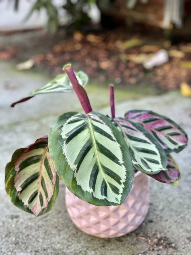 Zdjęcie rośliny Calathea Roseopicta Cora, ujęcie 1