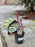 Zdjęcie rośliny Calathea Roseopicta Cora, ujęcie 2