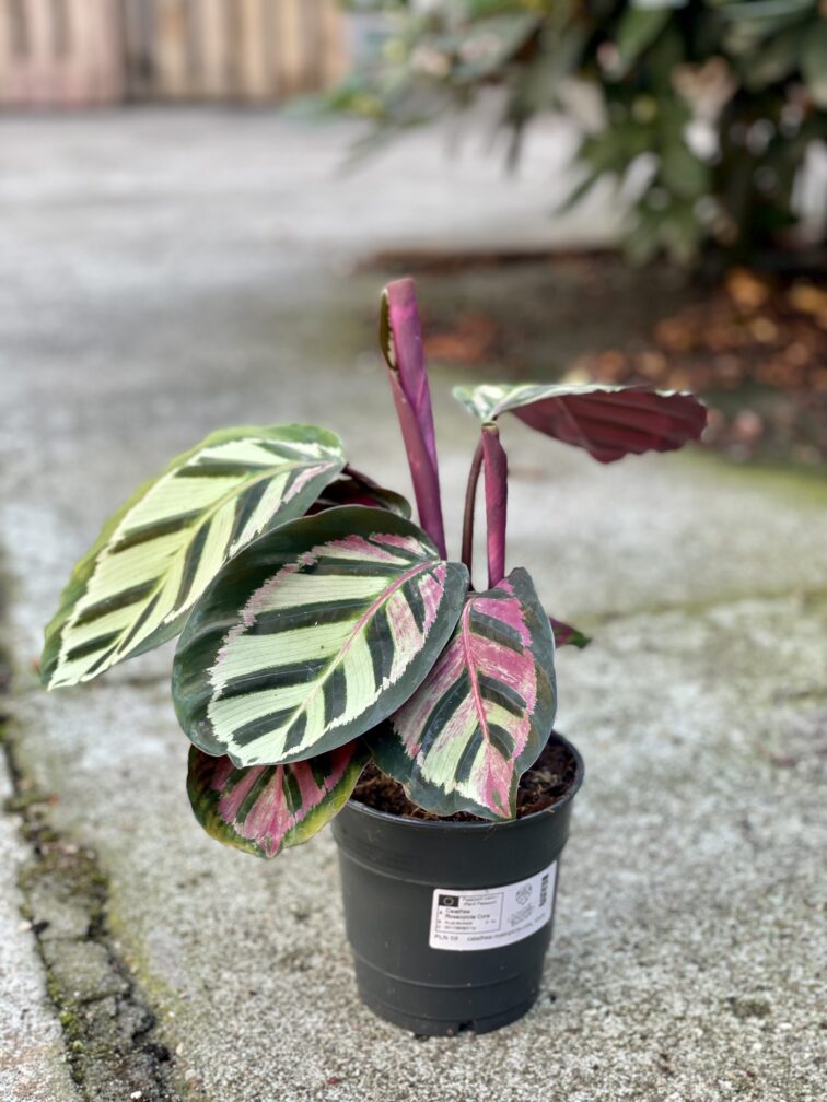 Zdjęcie rośliny Calathea Roseopicta Cora, ujęcie 2