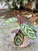 Zdjęcie rośliny Calathea Roseopicta Cora, ujęcie 3