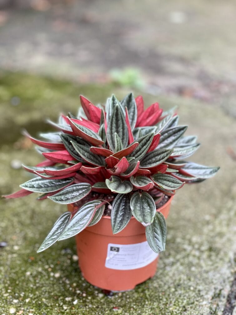 Zdjęcie rośliny Peperomia Rosso, ujęcie 2