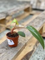 Zdjęcie rośliny Philodendron Rojo Congo, ujęcie 2