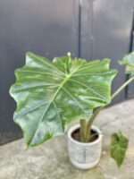 Zdjęcie rośliny Alocasia Portadora, ujęcie 1
