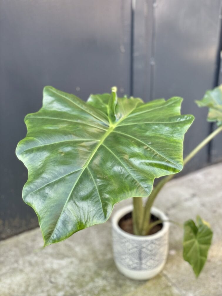 Zdjęcie rośliny Alocasia Portadora, ujęcie 1