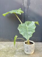 Zdjęcie rośliny Alocasia Portadora, ujęcie 2