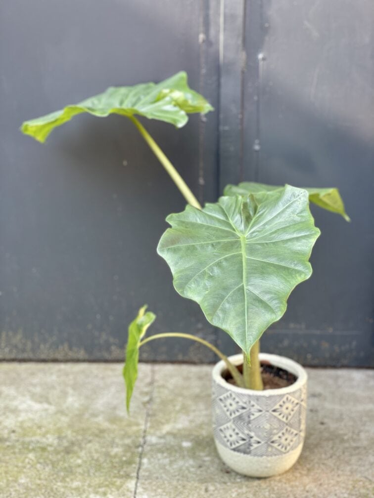 Zdjęcie rośliny Alocasia Portadora, ujęcie 2