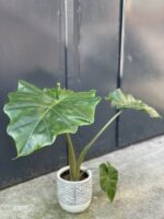Zdjęcie rośliny Alocasia Portadora, ujęcie 3