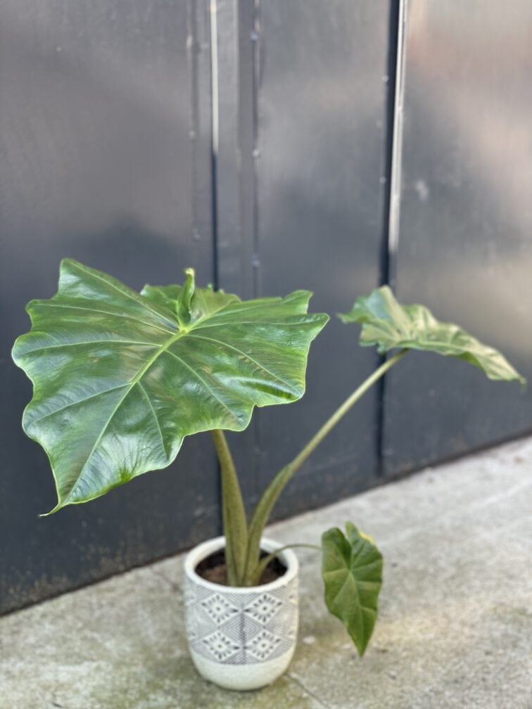 Zdjęcie rośliny Alocasia Portadora, ujęcie 3