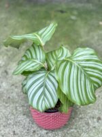 Zdjęcie rośliny Calathea Orbifolia, ujęcie 1