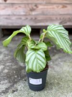 Zdjęcie rośliny Calathea Orbifolia, ujęcie 2