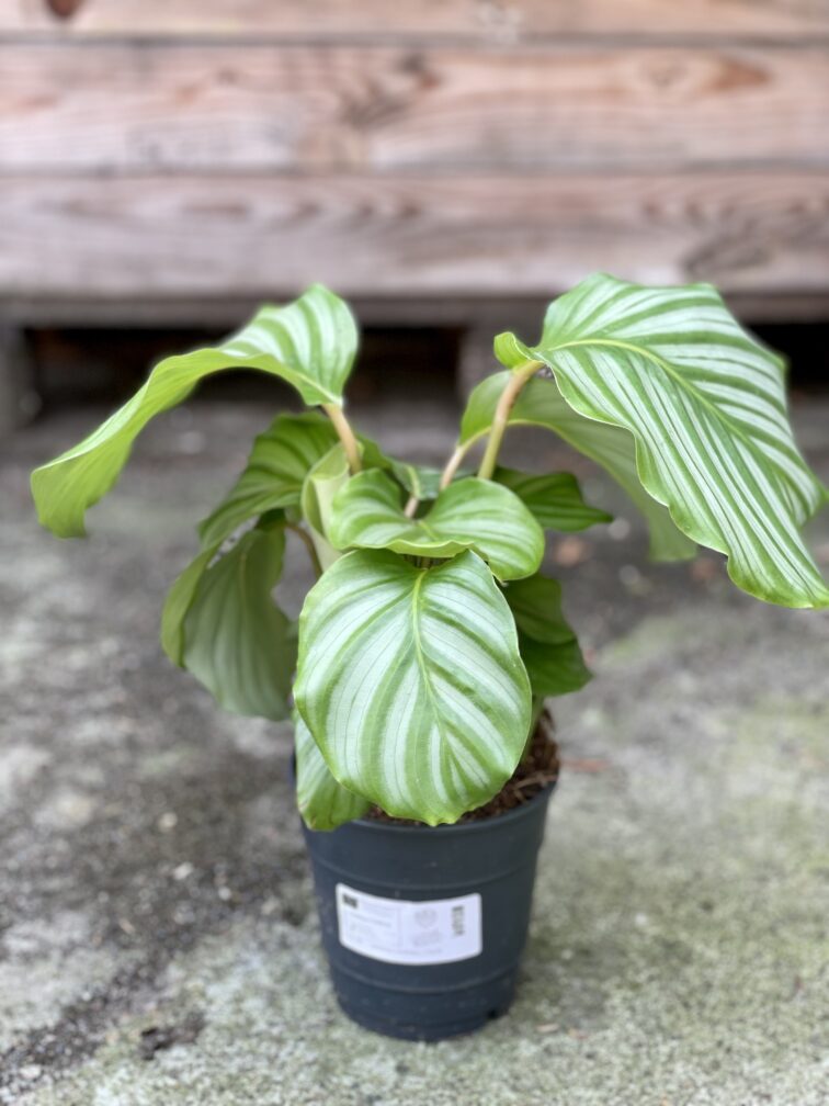 Zdjęcie rośliny Calathea Orbifolia, ujęcie 2