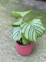 Zdjęcie rośliny Calathea Orbifolia, ujęcie 3