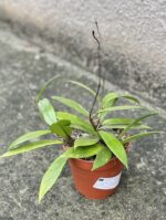 Zdjęcie rośliny Hoya Pubicalix, ujęcie 2