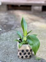 Zdjęcie doniczki lub oslonki: Osłonka Prince of Persia 5x8 cm, ujęcie 2