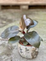 Zdjęcie rośliny Philodendron Black Cardinal, ujęcie 1